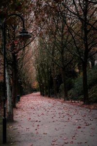 pexels-adam-b-1620746-3159499 Daun yang berguguran